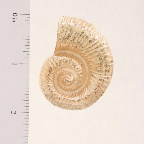 SDJ METAL SHELL SPIRAL STUD EARRING
